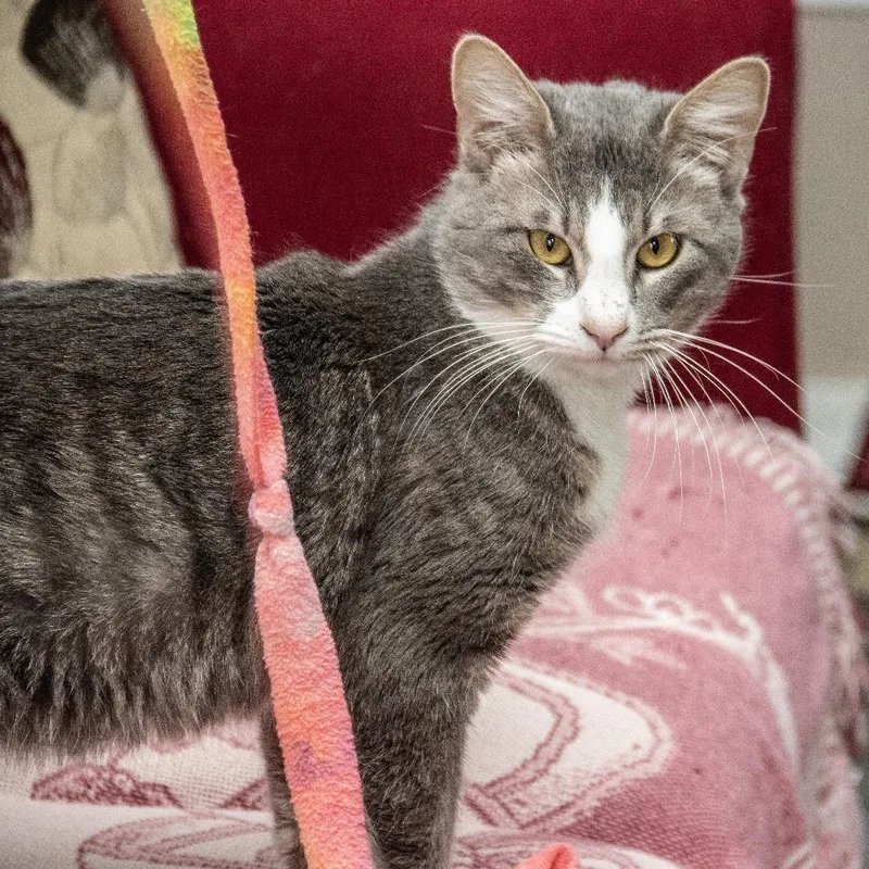 Sherlock thumbnail 6