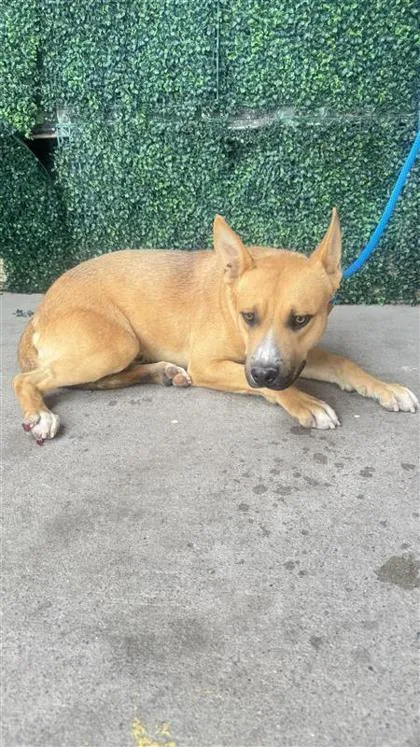An adult large-sized male Yellow / Tan / Blond / Fawn Pit Bull Terrier dog named 61115874 for adoption in El Paso, TX