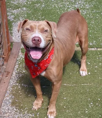 A young large-sized female Mixed Breed dog named Luckie for adoption in Athens, GA