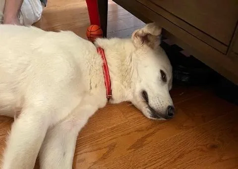 A young medium-sized male White / Cream White German Shepherd dog named Gilbert for adoption in Brooklyn, NY