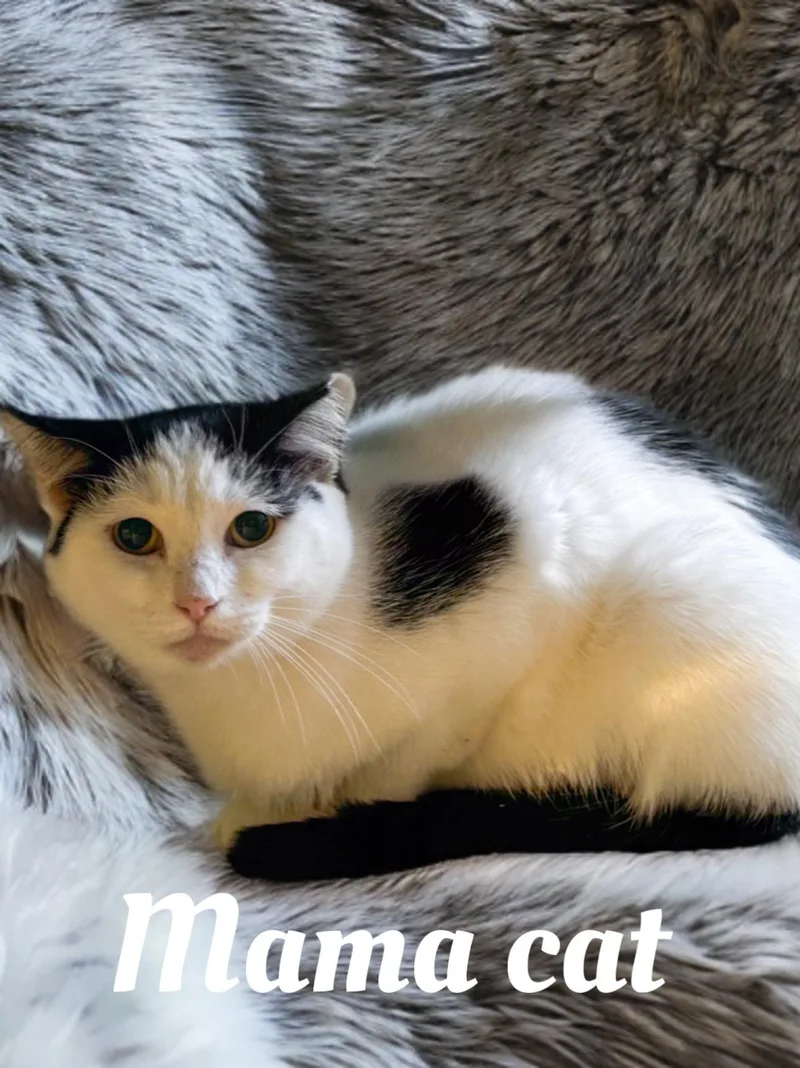 An adult medium-sized female Black & White / Tuxedo Domestic Short Hair cat named Mama cat for adoption in Plant city, FL
