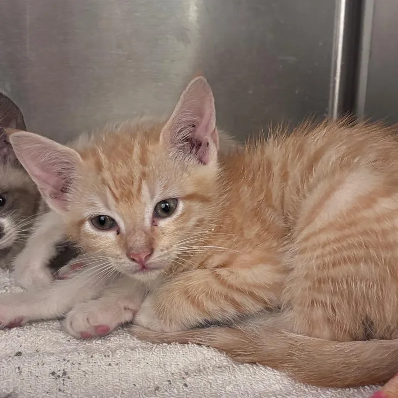 A baby small-sized male Orange / Red Domestic Short Hair cat named Nonpareils for adoption in Columbus, GA