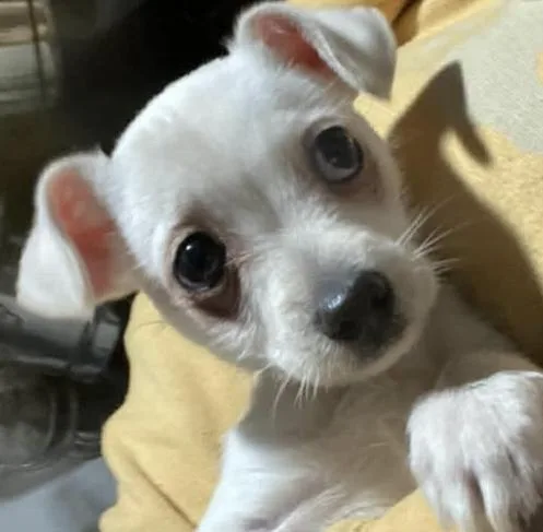 A baby small-sized male White / Cream Terrier dog named Bruno for adoption in Graham, WA