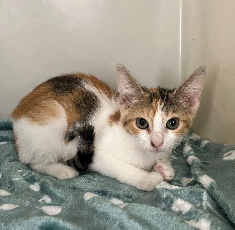 A baby medium-sized female Domestic Short Hair cat named Frannie for adoption in Genoa, IL