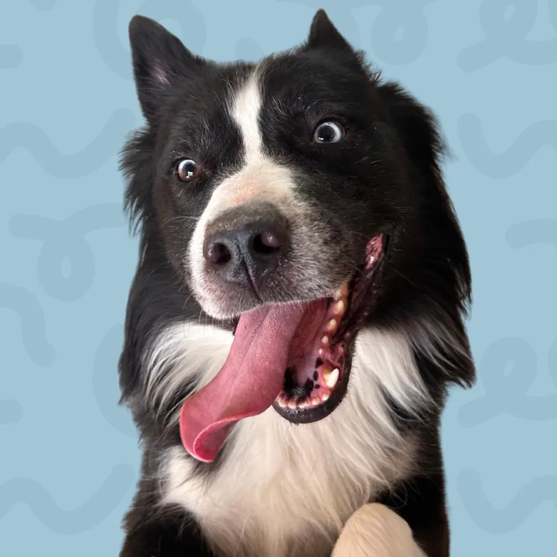 An adult large-sized male Siberian Husky dog named Bjorn for adoption in Reno, NV