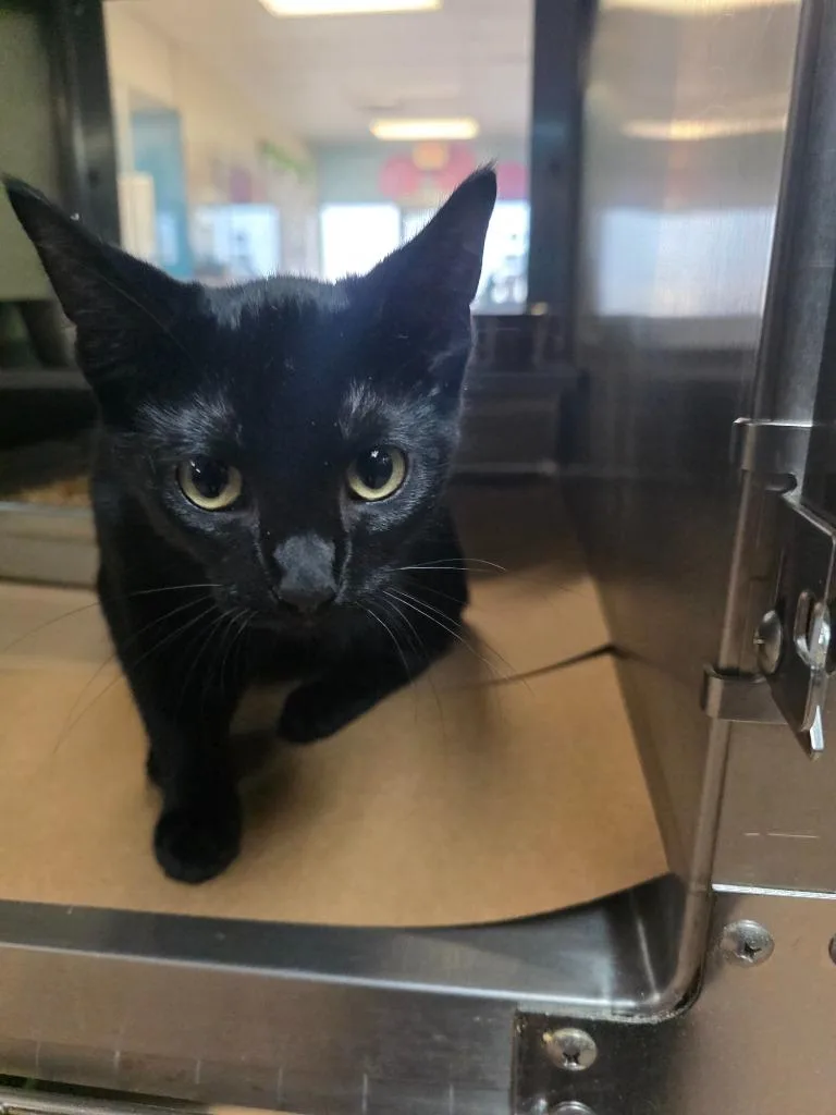 A baby medium-sized female Domestic Short Hair cat named Hokey for adoption in Nacogdoches, TX