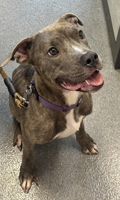 An adult medium-sized female Mixed Breed dog named Au Jus for adoption in West Chester, PA