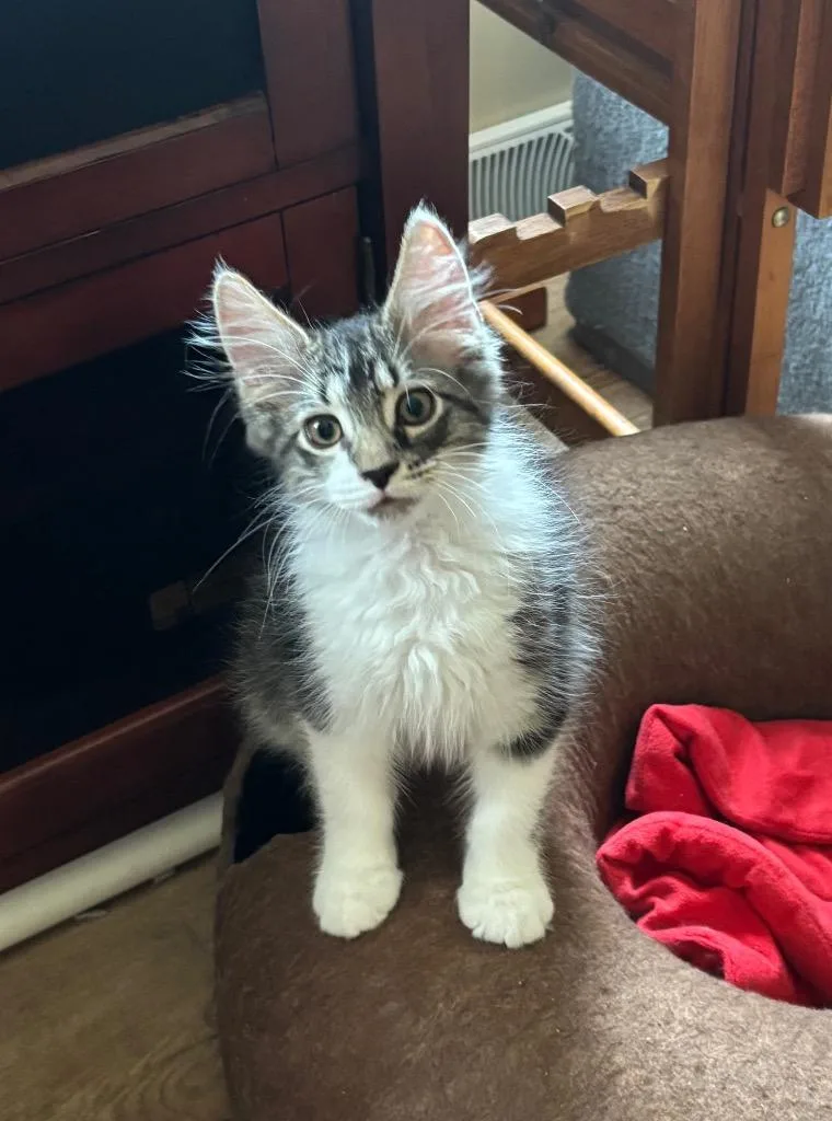A baby medium-sized male Domestic Short Hair cat named Jonesy for adoption in Lancaster, PA