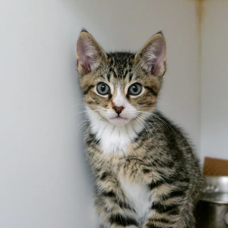 A baby small-sized male Brown / Chocolate Domestic Short Hair cat named Latke for adoption in New York, NY