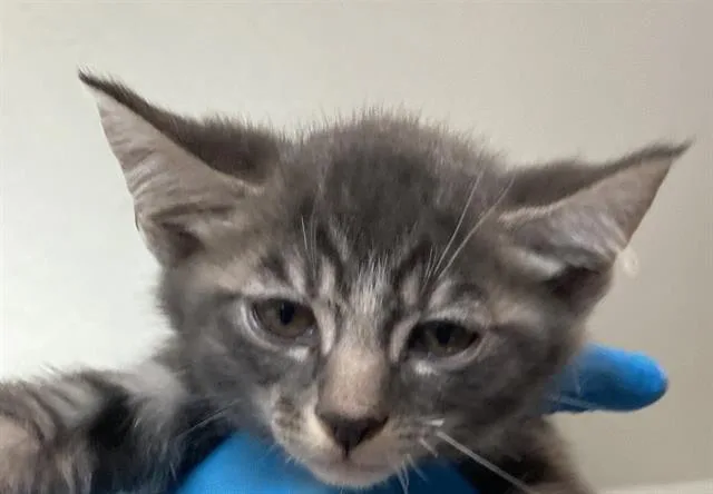 A baby small-sized male Domestic Short Hair cat named Rowan for adoption in Long Beach, CA