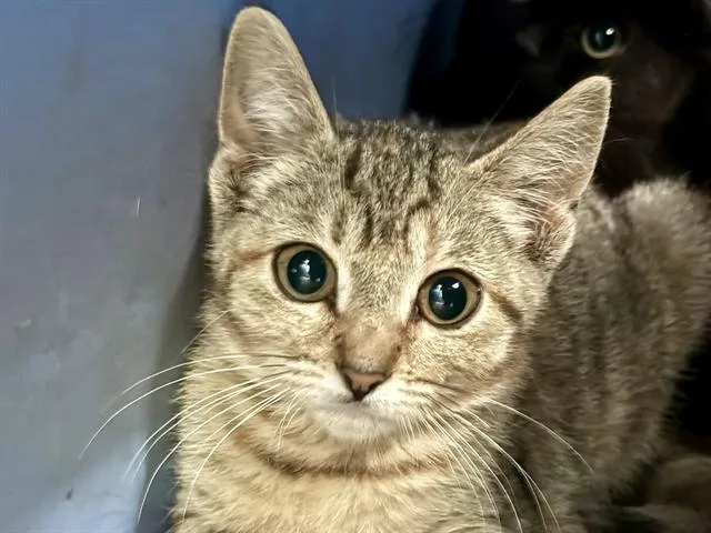 A baby small-sized female Domestic Short Hair cat named Seaweed for adoption in Martinez, CA