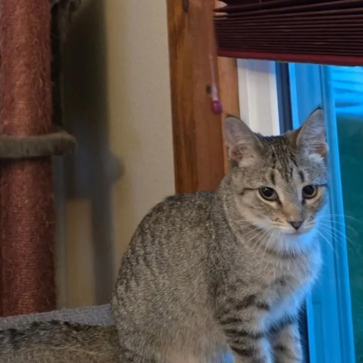 A baby small-sized female Gray / Blue / Silver Domestic Short Hair cat named Willamette for adoption in Mondovi, WI