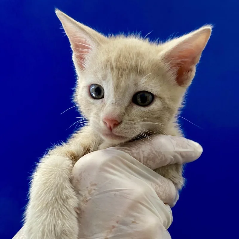 A baby small-sized male Buff / Tan / Fawn Domestic Medium Hair cat named Roy for adoption in Long Beach, CA