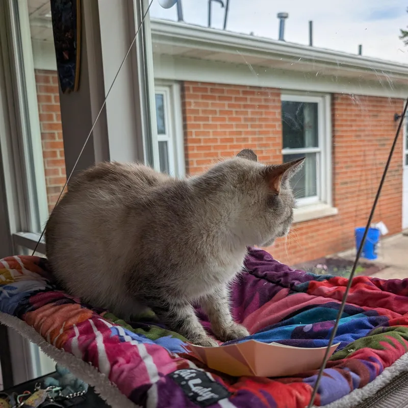 An adult medium-sized female Siamese cat named Fiona for adoption in Quincy, OH