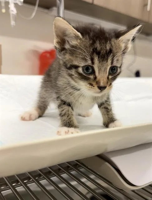A baby small-sized male Domestic Short Hair cat named Falkor for adoption in Baytown, TX