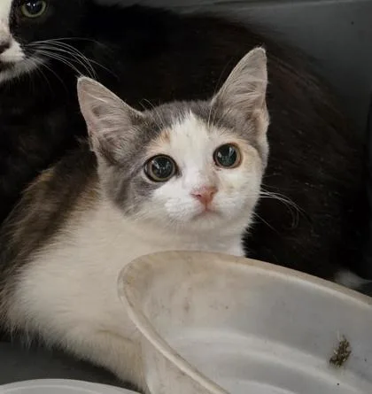 A baby small-sized female Domestic Short Hair cat named Vera for adoption in Cumming, GA