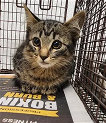 A baby small-sized female Domestic Short Hair cat named Riley for adoption in Los Angeles, CA