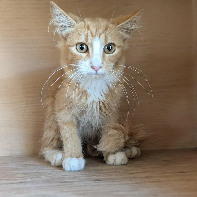 A baby small-sized male Orange / Red Domestic Medium Hair cat named Dexter for adoption in Fredericksburg, TX