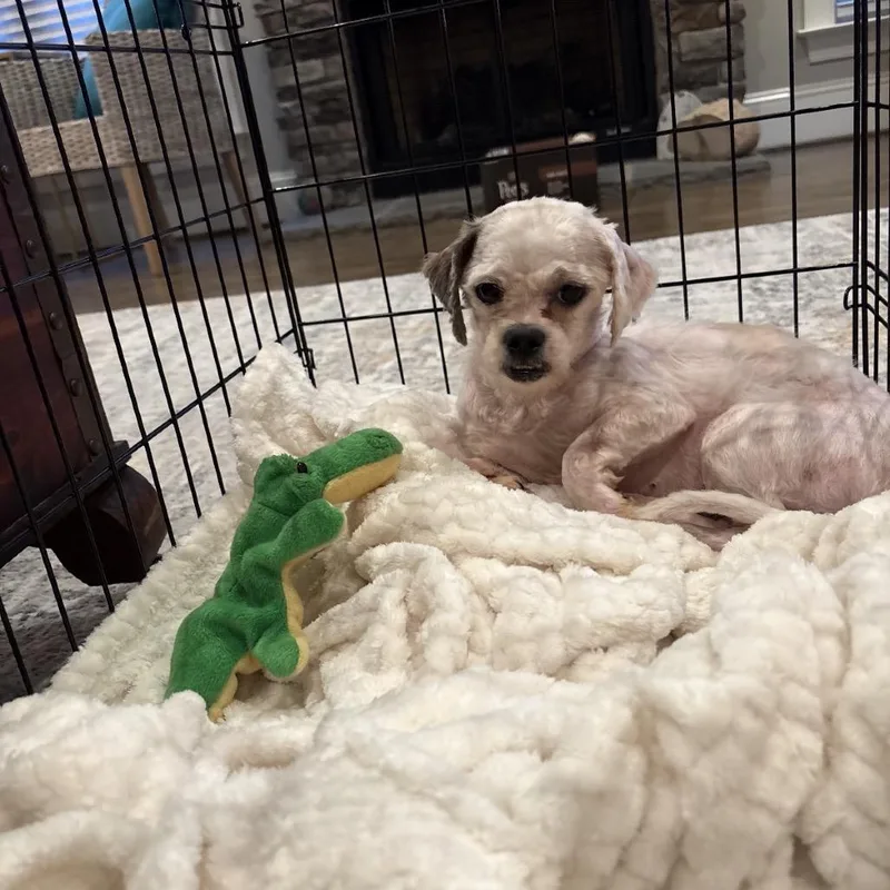 Stella