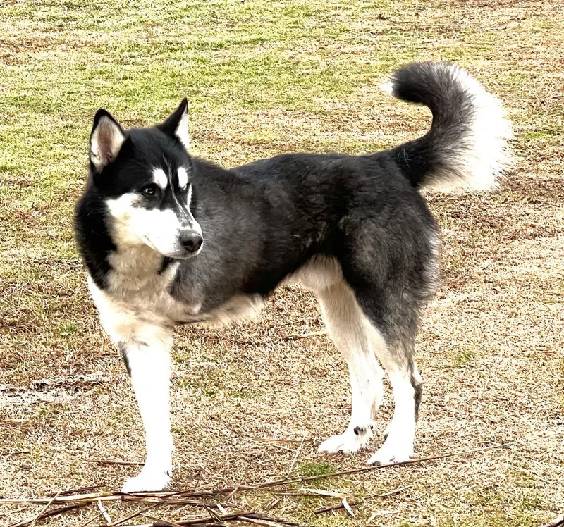 An adult medium-sized male Husky dog named Amos for adoption in Farmersville, TX