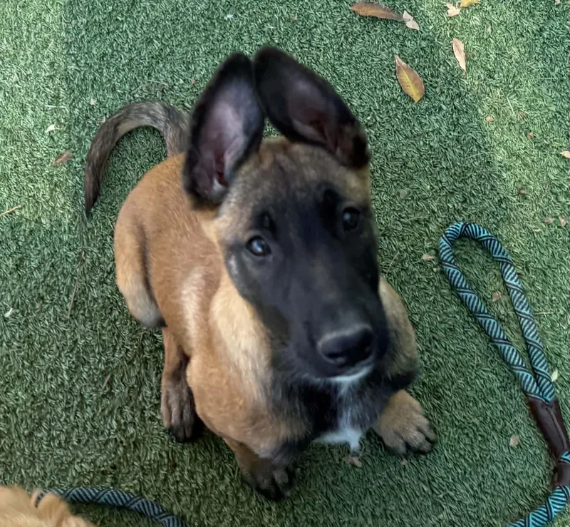 A baby small-sized female Belgian Shepherd / Malinois dog named Sassy for adoption in Houston , TX