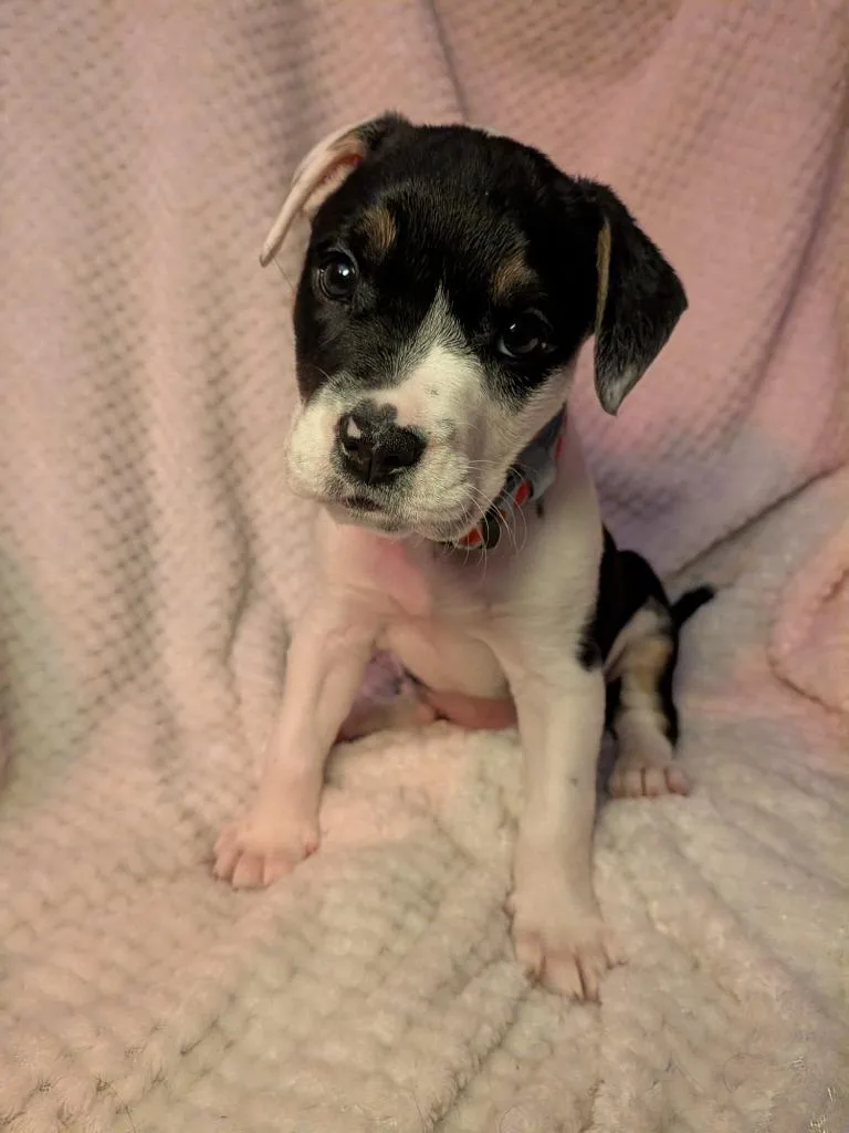 A baby small-sized female Mixed Breed dog named Strawberry for adoption in St. Augustine, FL