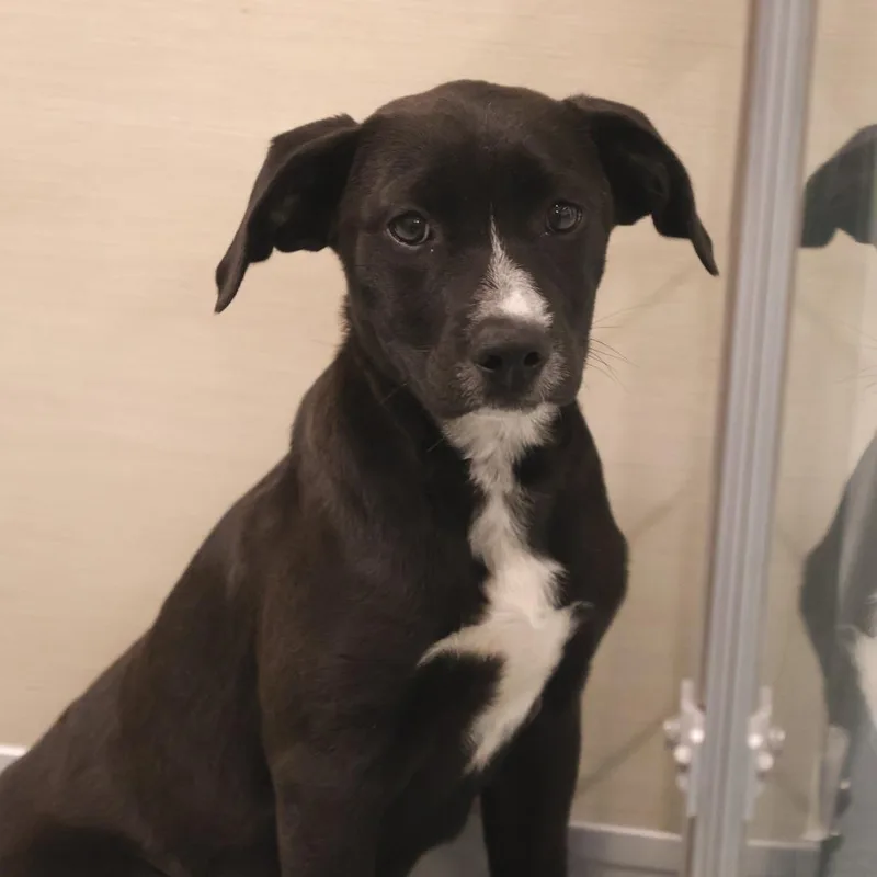 A baby small-sized female Black Mixed Breed dog named Lil Bit for adoption in Briarcliff Manor, NY