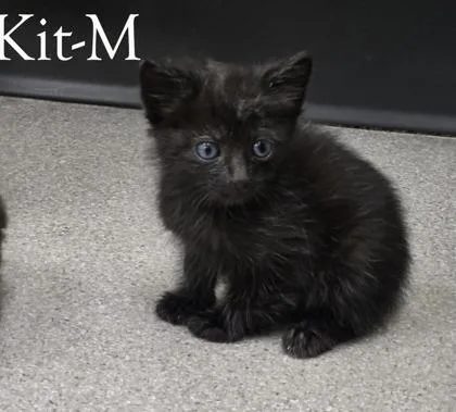 A baby small-sized male Domestic Medium Hair cat named Kit for adoption in Guntersville, AL