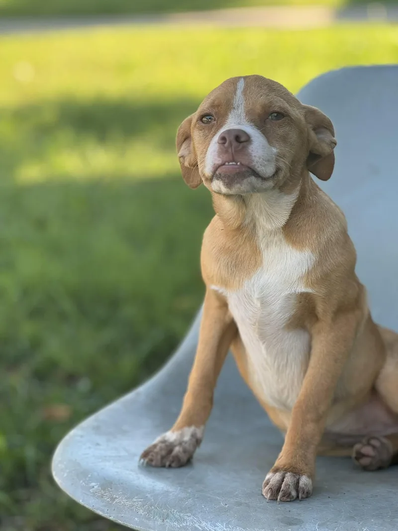 A baby medium-sized male Apricot / Beige Boston Terrier dog named Willow for adoption in Allen, TX
