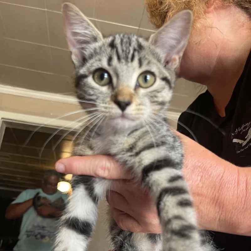A baby medium-sized female Domestic Short Hair cat named Daisy for adoption in St. Albans, VT