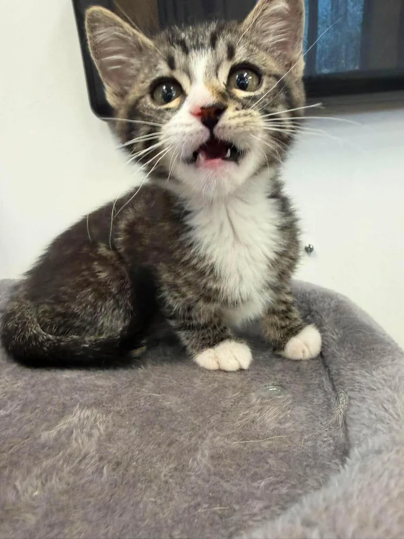 A young medium-sized male Tabby (Brown / Chocolate) Domestic Short Hair cat named Lorcan for adoption in Roosevelt, UT
