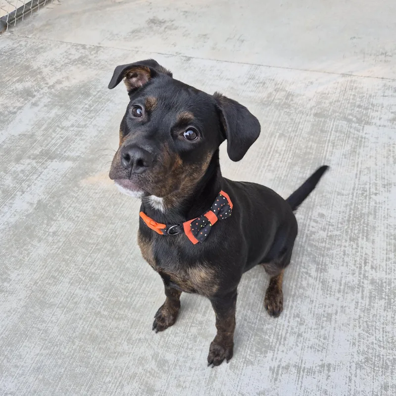 A baby medium-sized female Rottweiler dog named Nova for adoption in Cornelius, NC
