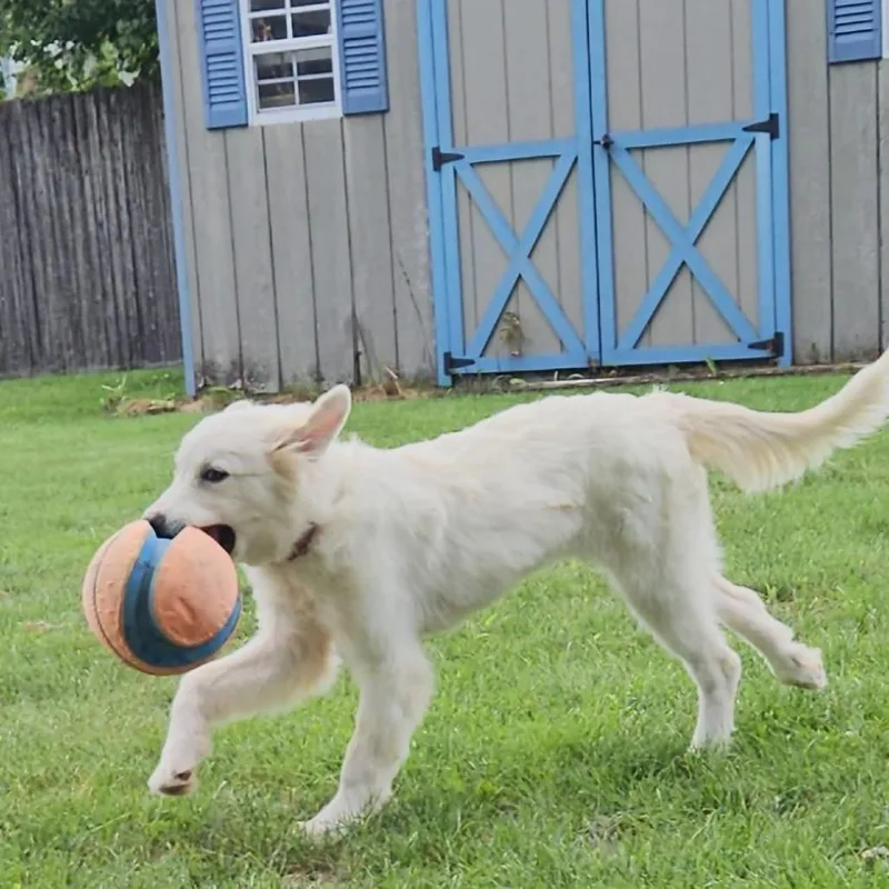 A baby medium-sized female White / Cream Great Pyrenees dog named Poppy for adoption in Williston, VT