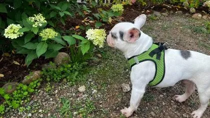 A young small-sized male White / Cream French Bulldog dog named Ace Monroe for adoption in Bonney Lake, WA