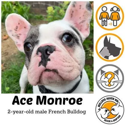 Ace Monroe thumbnail 2