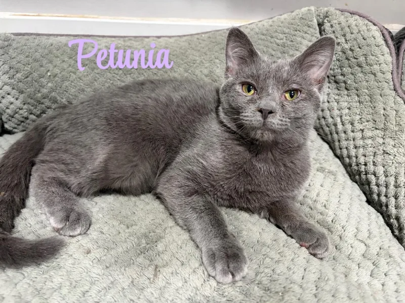 A young medium-sized female Gray / Blue / Silver American Shorthair cat named Petunia for adoption in West newton, PA