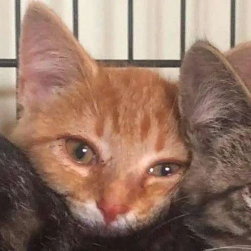 A baby small-sized female Orange / Red Domestic Short Hair cat named Lane for adoption in Johnstown, PA