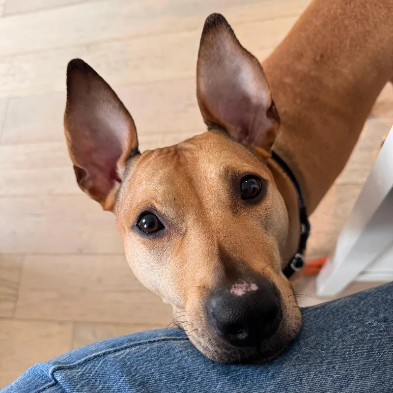 An adult medium-sized female Yellow / Tan / Blond / Fawn Mixed Breed dog named Violet for adoption in New York, NY