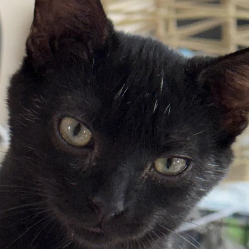Beasley thumbnail 4