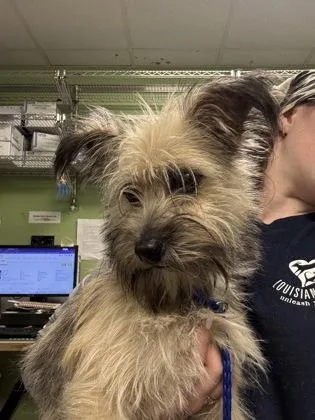 An adult small-sized male Cairn Terrier dog named Eyiee for adoption in New Orleans, LA