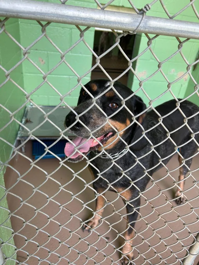 An adult large-sized male Bluetick Coonhound dog named Copper for adoption in Nacogdoches, TX