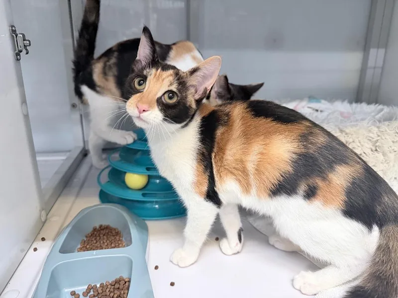 A baby medium-sized female Domestic Short Hair cat named Mesprit for adoption in Raleigh, NC