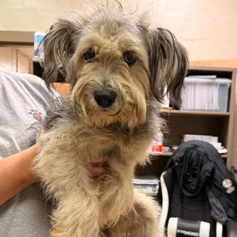 A young small-sized female Gray / Blue / Silver Terrier dog named Dixie for adoption in Birmingham, AL