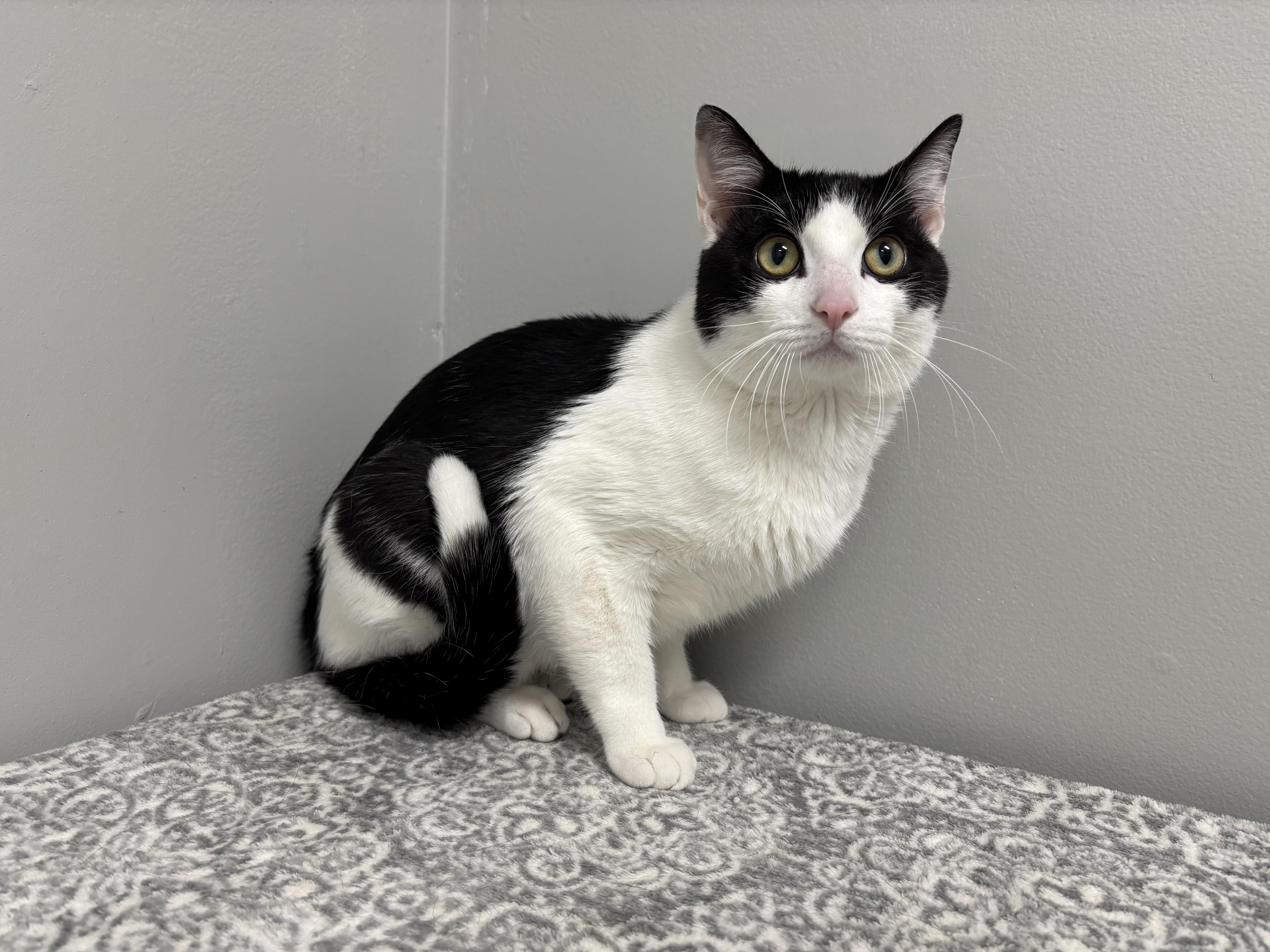 Klondike thumbnail 2