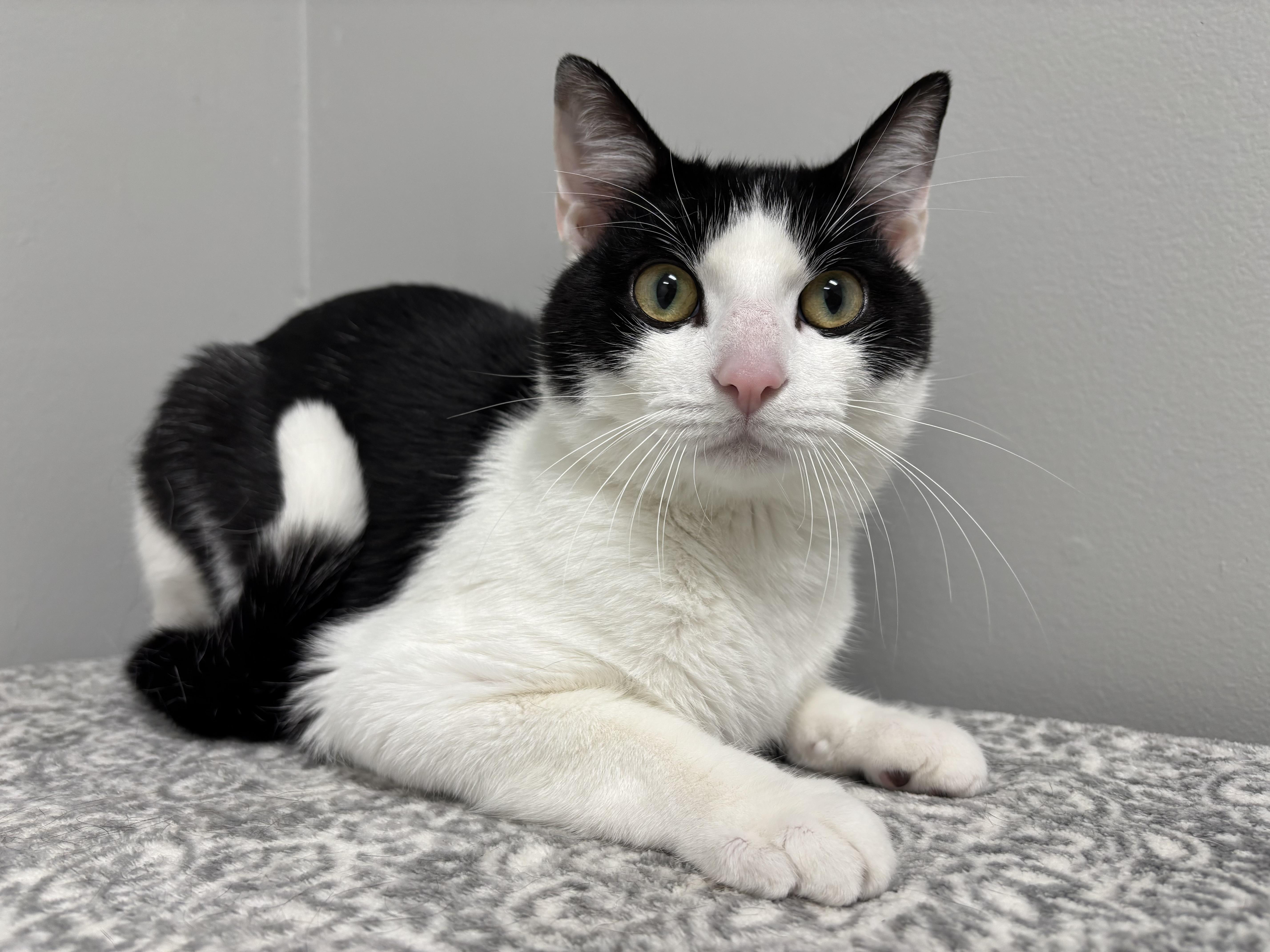 A young medium-sized male Black & White / Tuxedo Domestic Short Hair cat named Klondike for adoption in Frankfort, IN