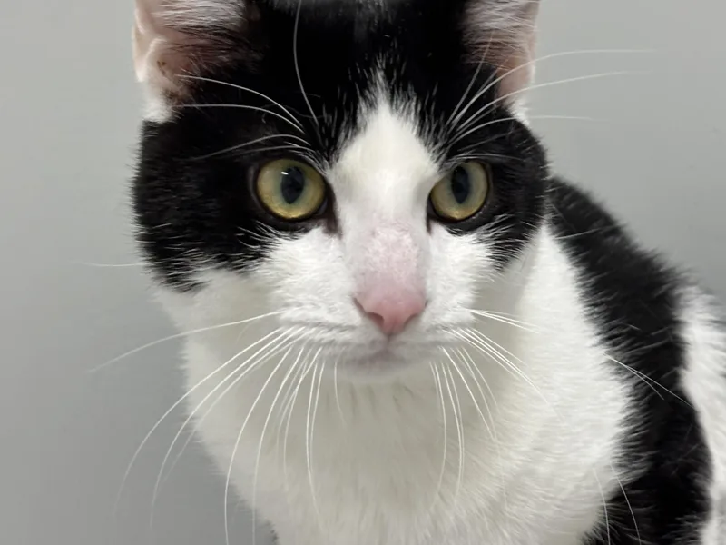 Klondike thumbnail 3