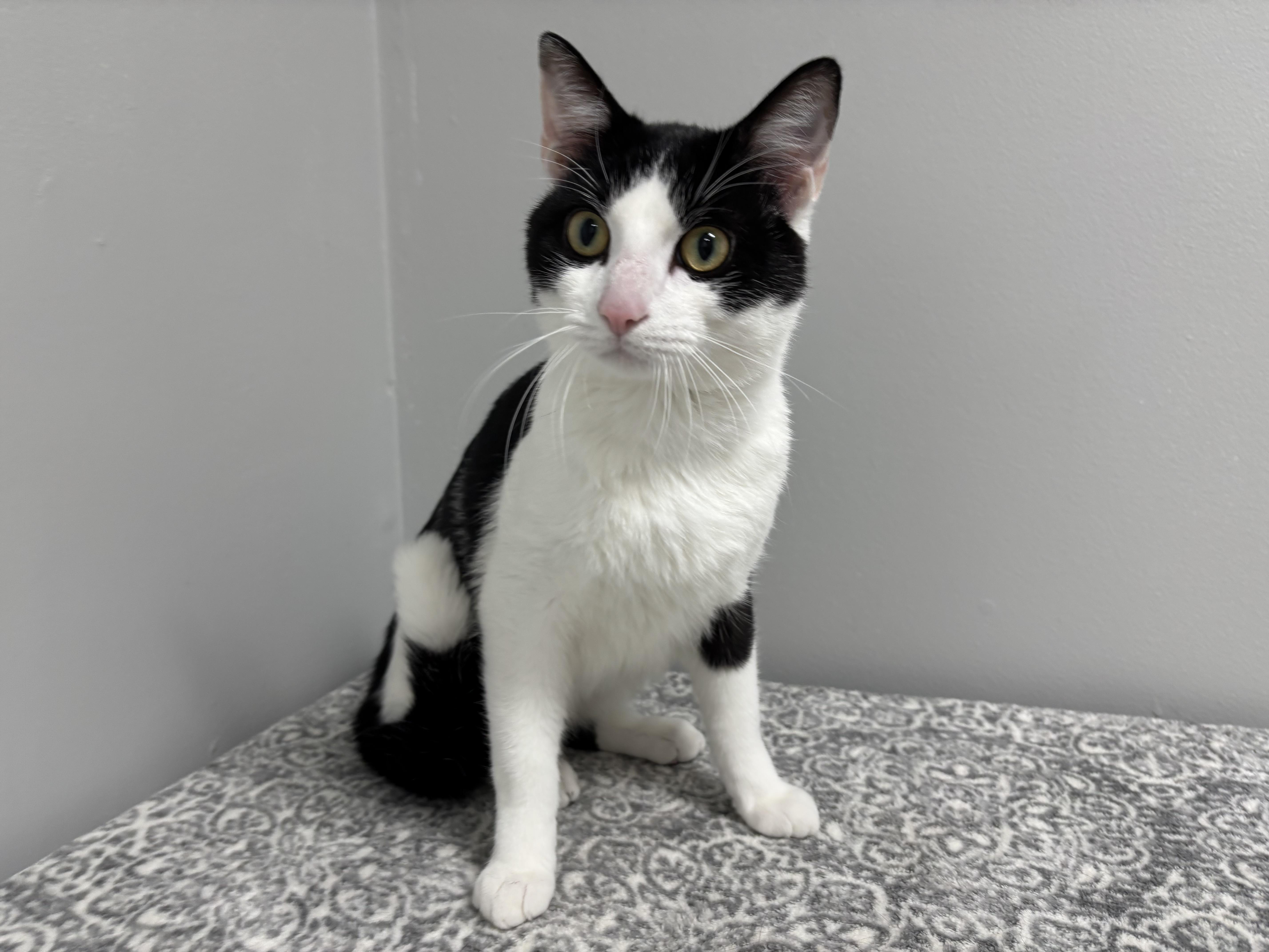 Klondike thumbnail 4