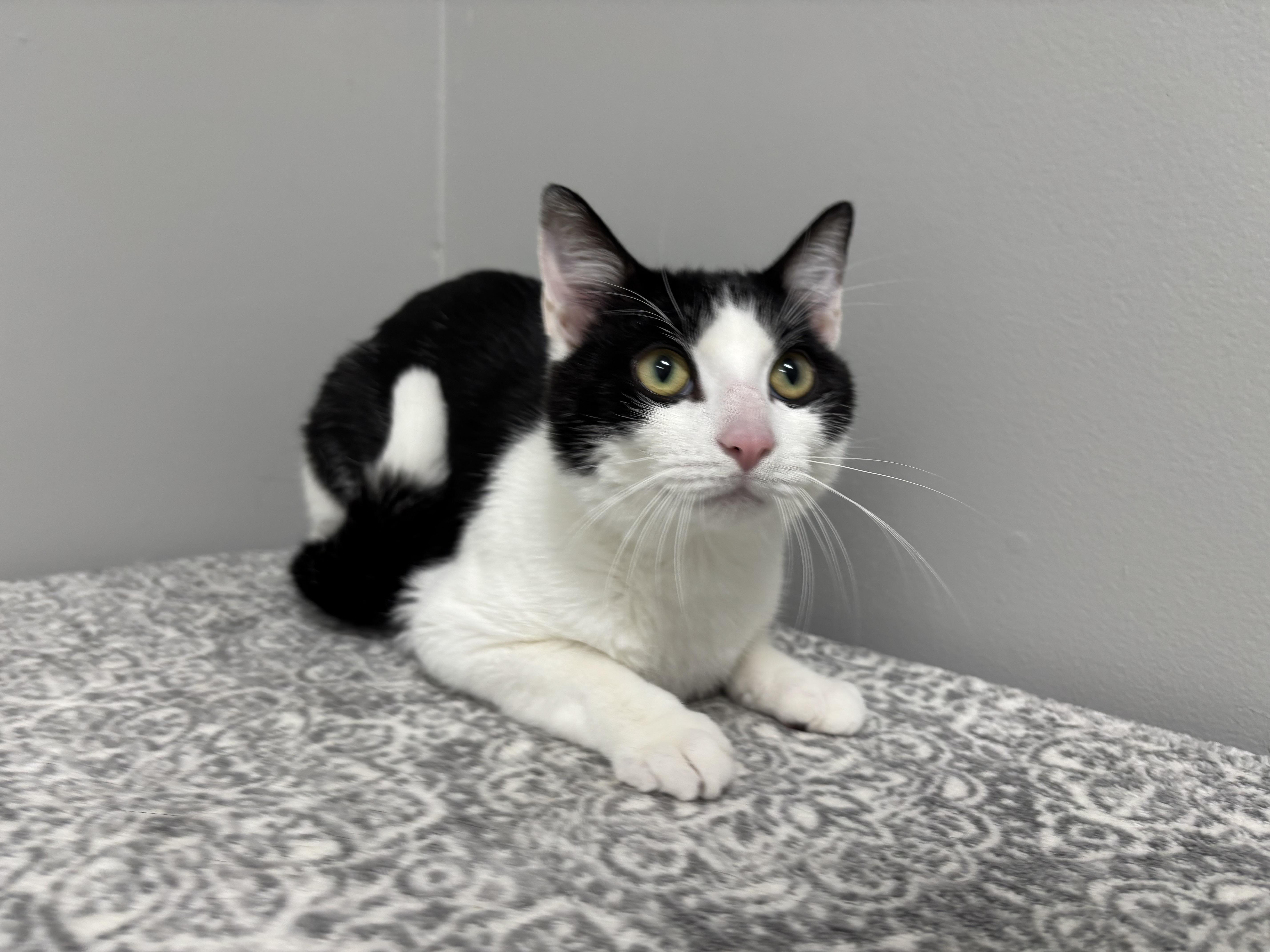 Klondike thumbnail 5