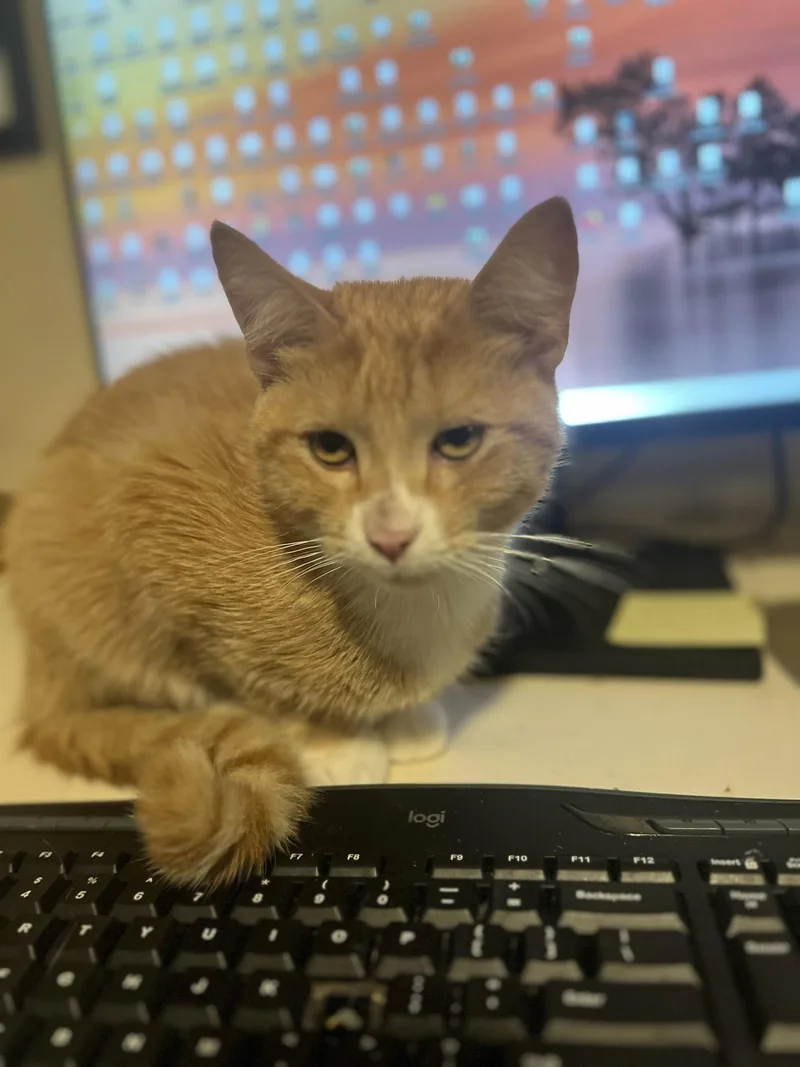 A young medium-sized male Orange / Red Domestic Short Hair cat named Poe for adoption in Zimmerman, MN