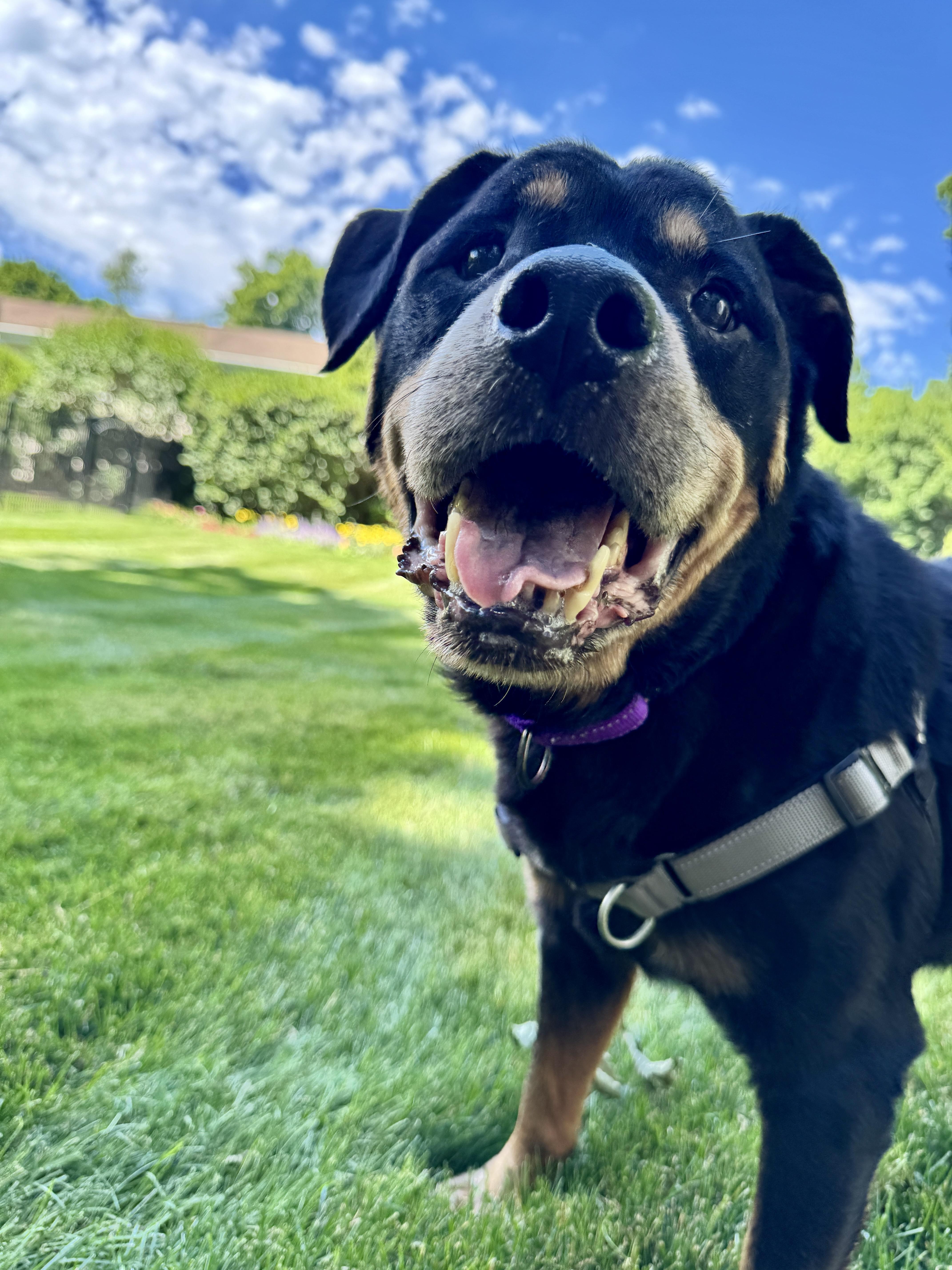 A senior large-sized male Rottweiler dog named TV loving Thor for adoption in Stamford, CT